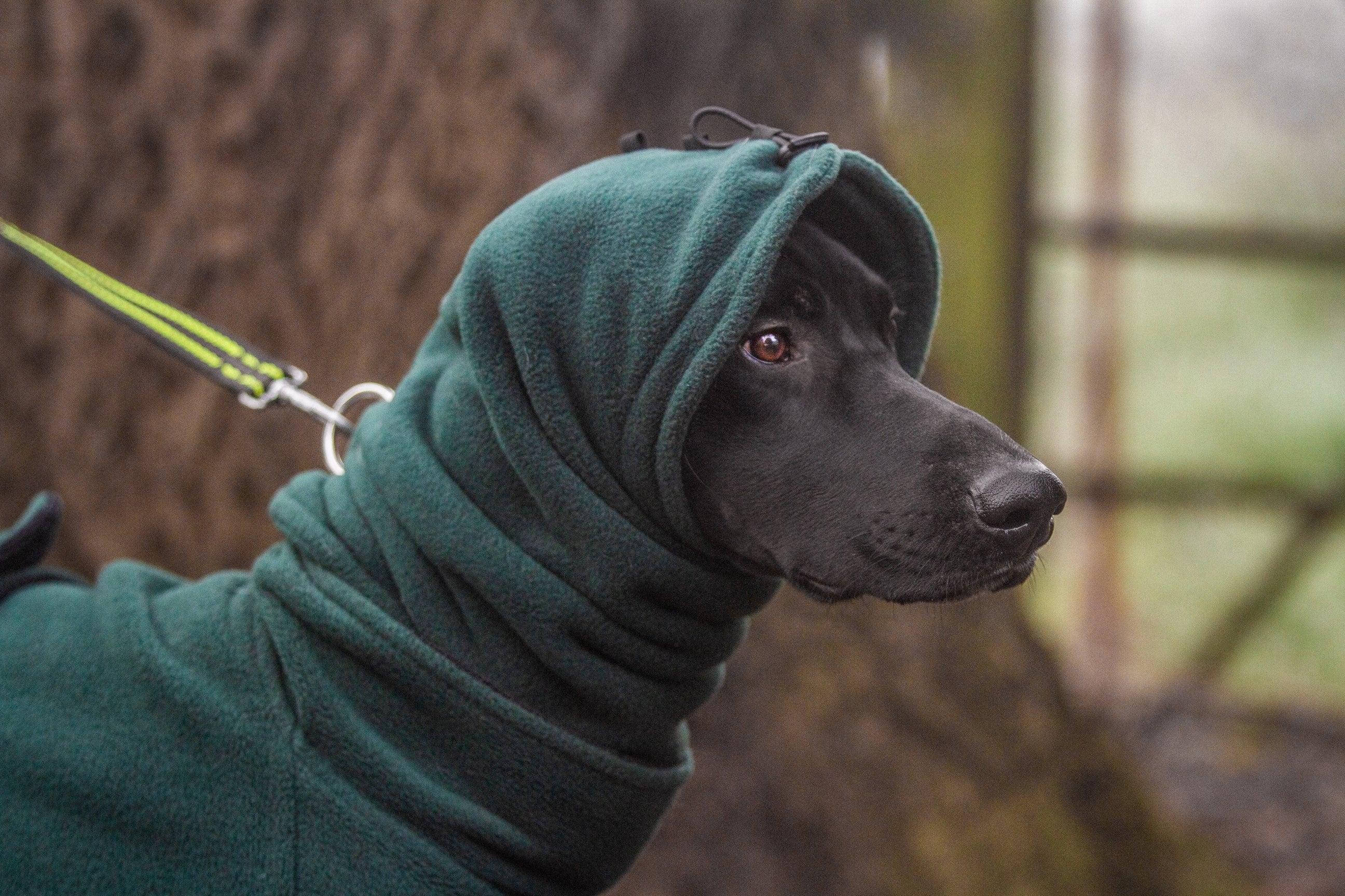 dog snood pattern