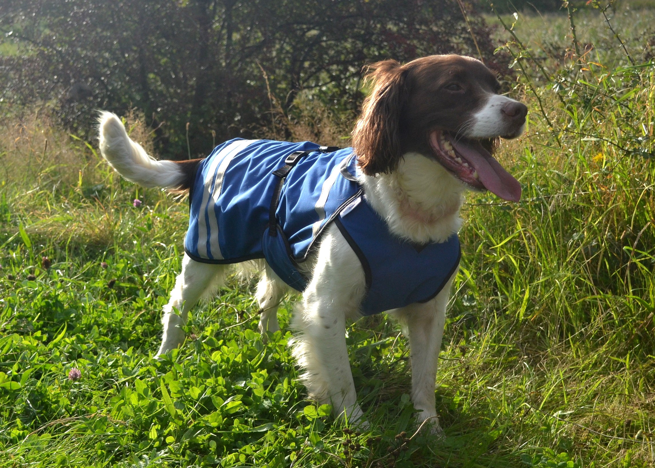 Waterproof Dog raincoat with Underbelly 