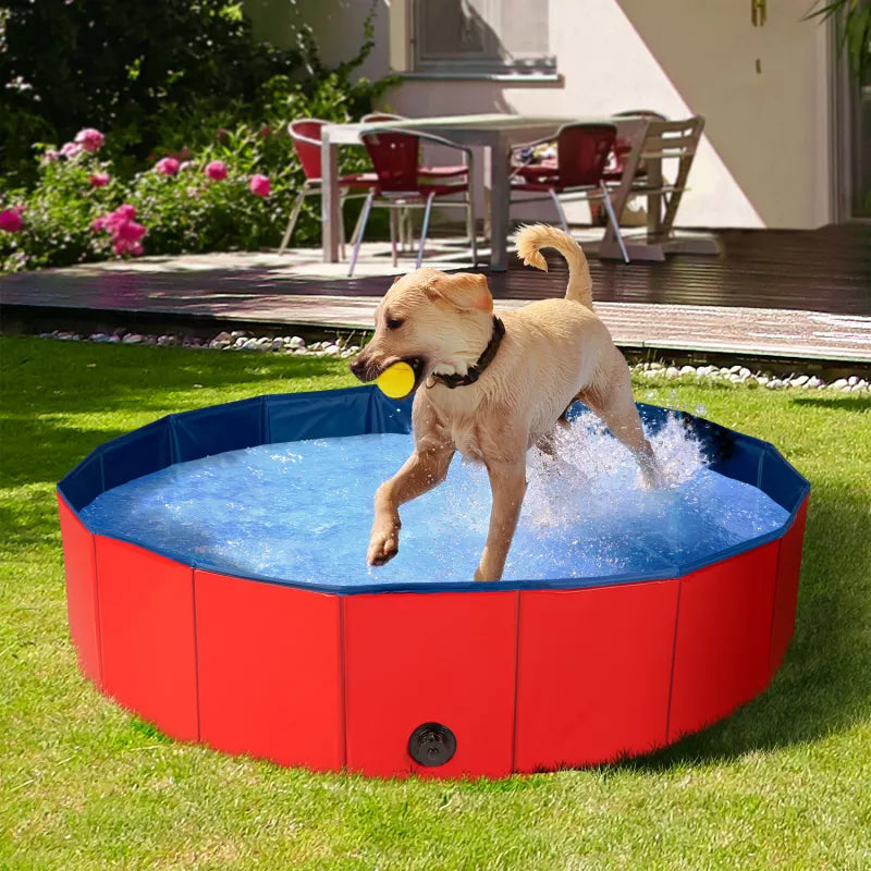 piscine pour chien