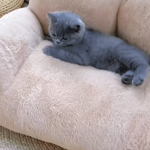 Canapé pour chat