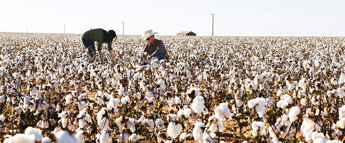 Cotton Patagonia