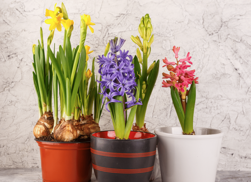 one red container with daffodils, one black container with blue hyacinth and one white container with pink hyacinth