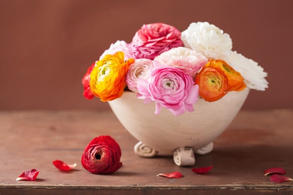 Pink, white and orange ranunculus in container. Red ranunculus next to container