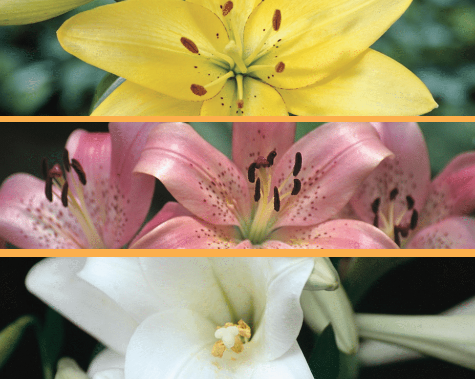 Yellow Asiatic, Pink Asiflorum and white Longiflorum image