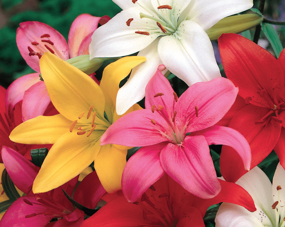 Yellow, pink, white and red asiatic lilies.