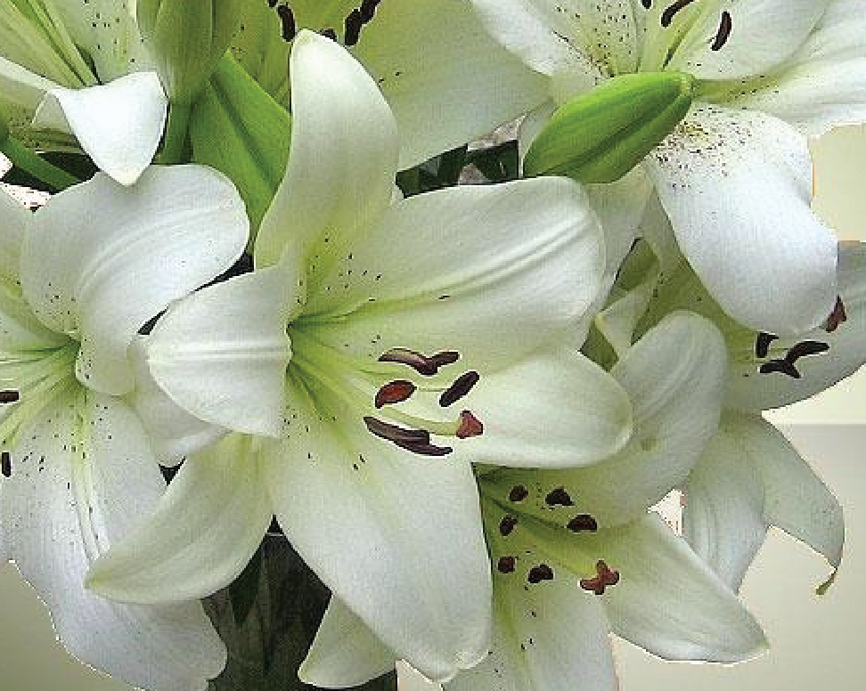White St Joseph lilies (Lilium Snow Queen)