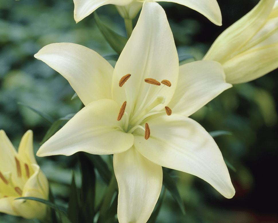 Single cream asiflorum lily
