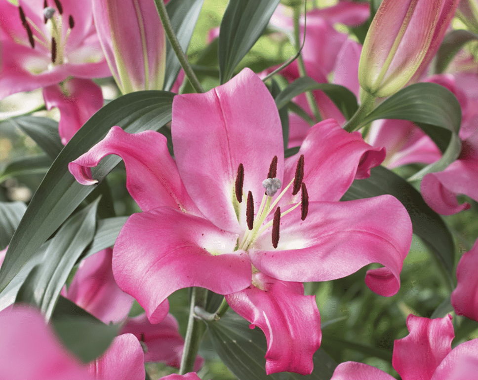 Pink Lilium Oriental (Stargazer).