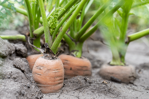 Carrots Growing in Ground