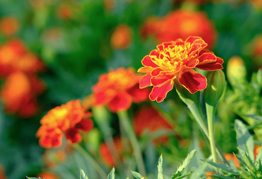 Marigold Flower in Sun. Marigold is great for companion planting.