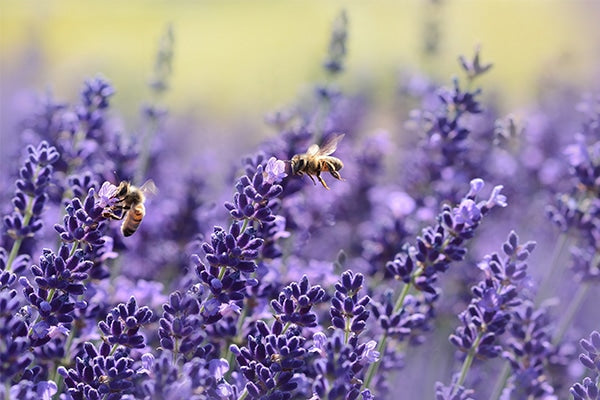 ‘Bee’ Friendly in your Backyard
