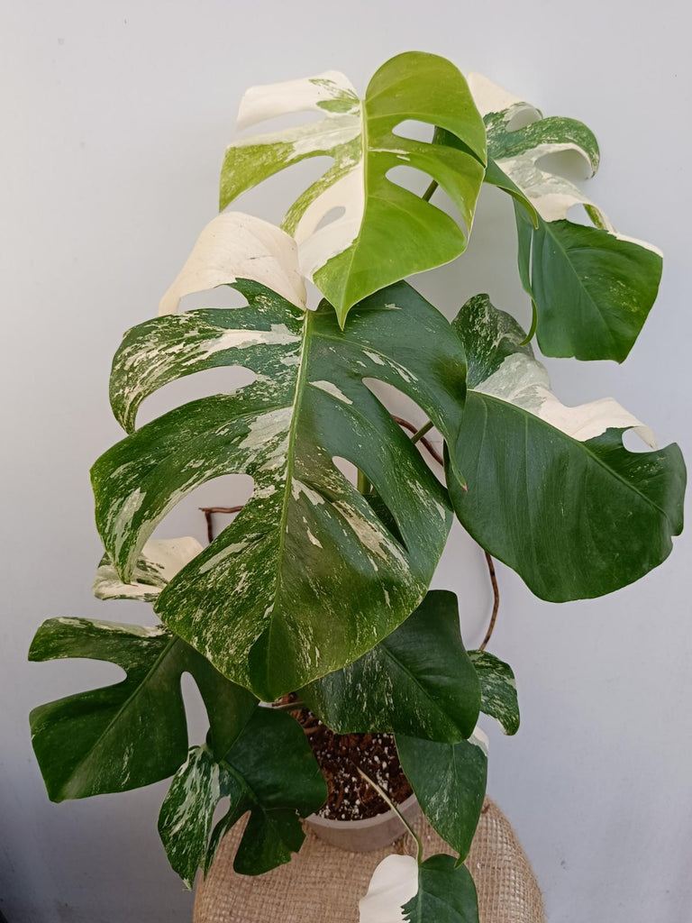 Animaux Spéciaux Botanical Wonders Monstera deliciosa variegata