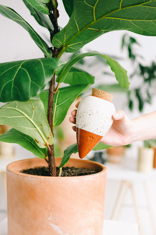 réservoir à eau olla pour plantes