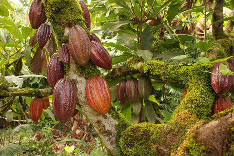 Cacao geteeld in het bos