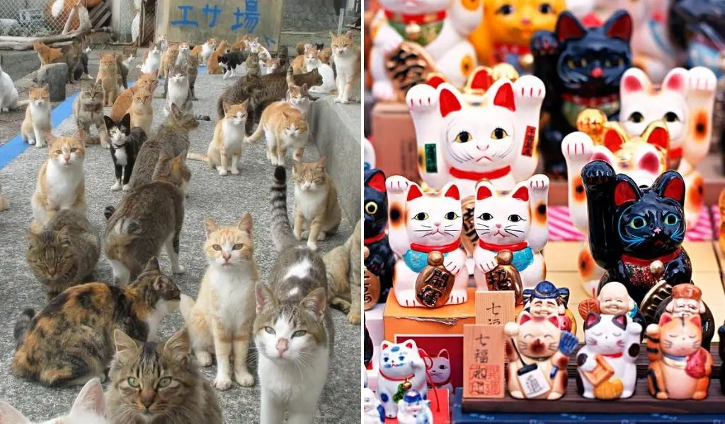 japanische Katze