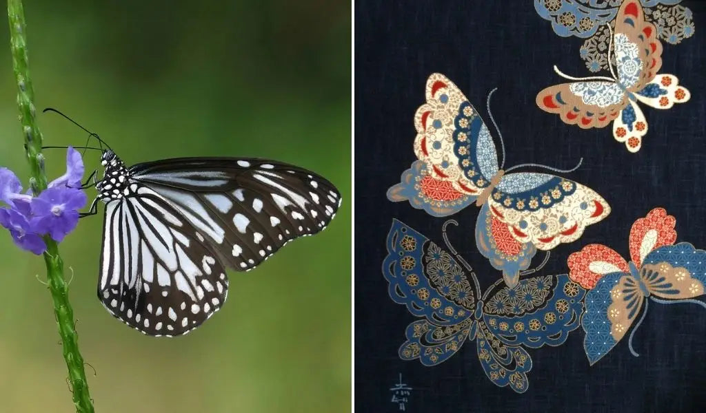 Schmetterling in Japan