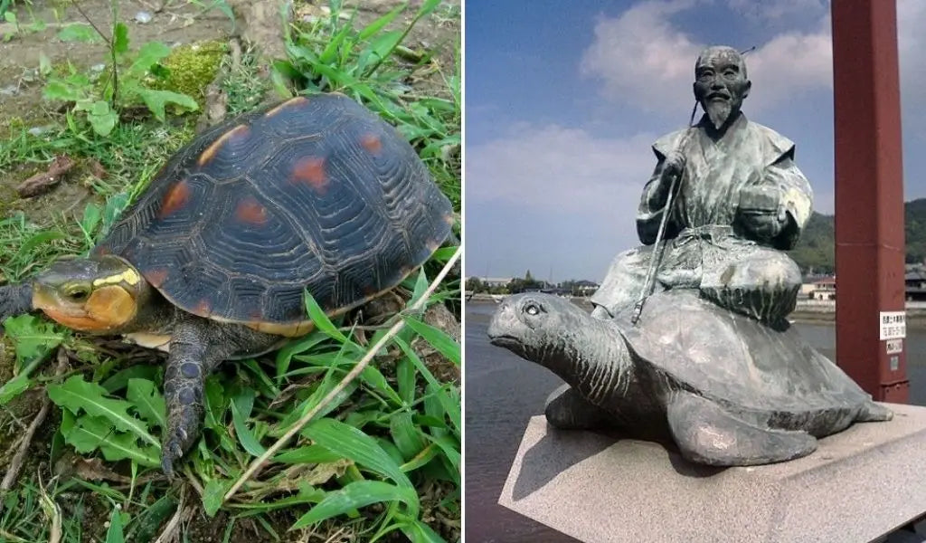 Die Schildkröte in Japan