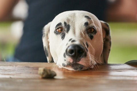 dalmation begging for food