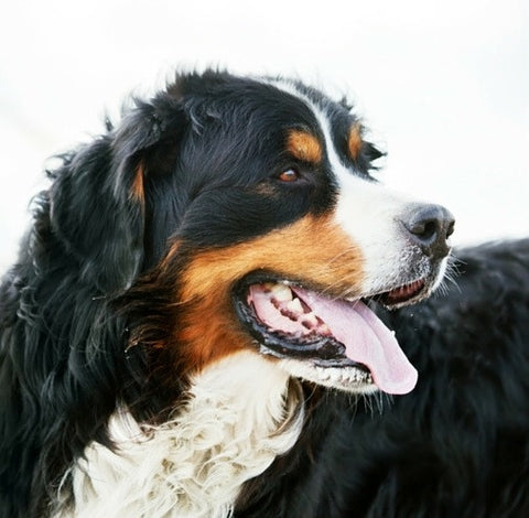 himalayan dog chew happy teeth