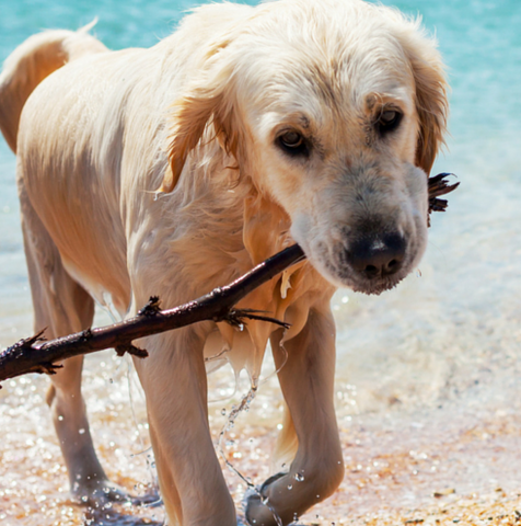 Dog being in a pre-nuptial agreement