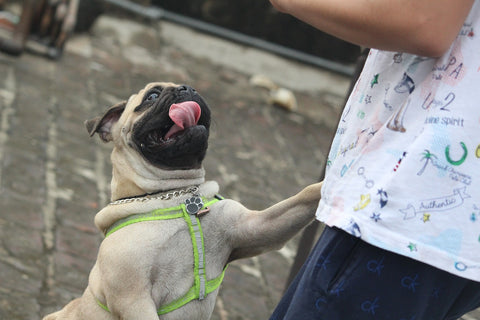 Pug jumping on people and how to make it stop