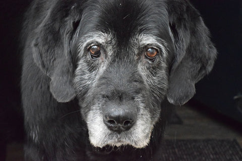 Senior Dog who has Urinary Incontinence 