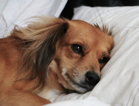 dog sleeping in human bed