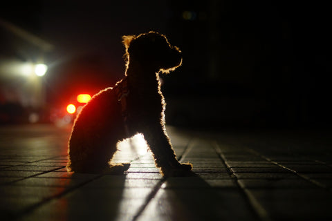 dog walking at night