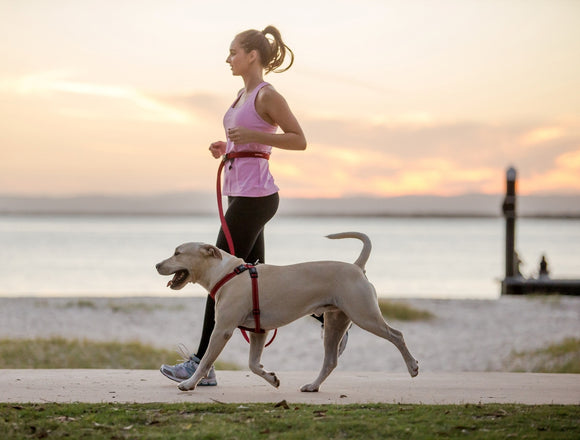 bungee dog running lead