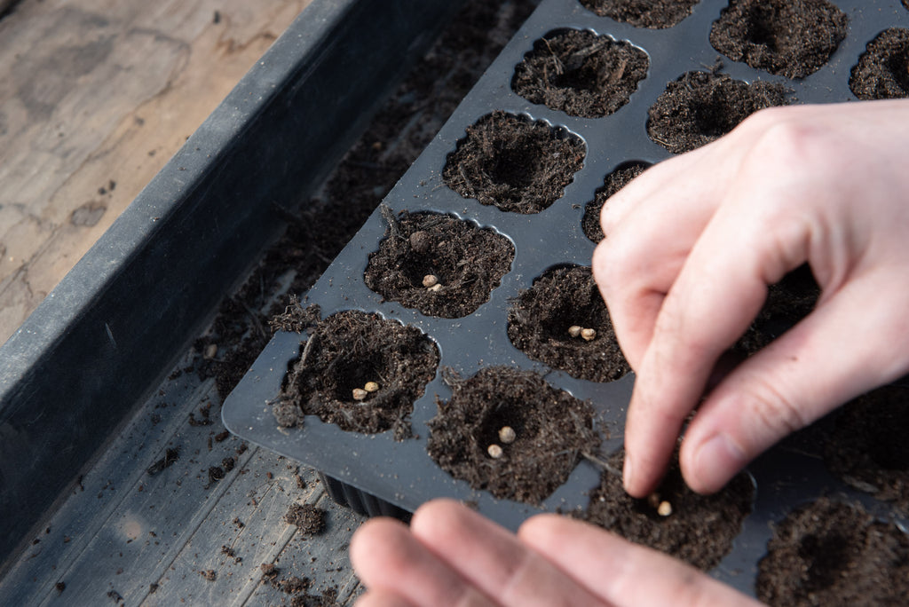 Sowing seeds in a module tray