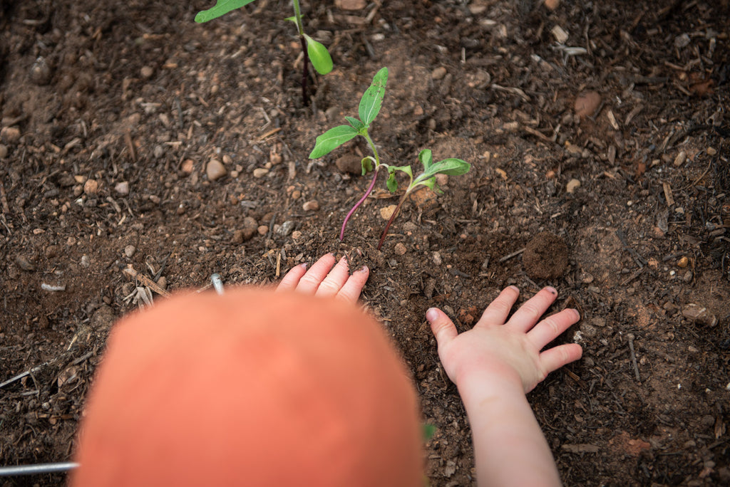 A boy is planting a small plant.
