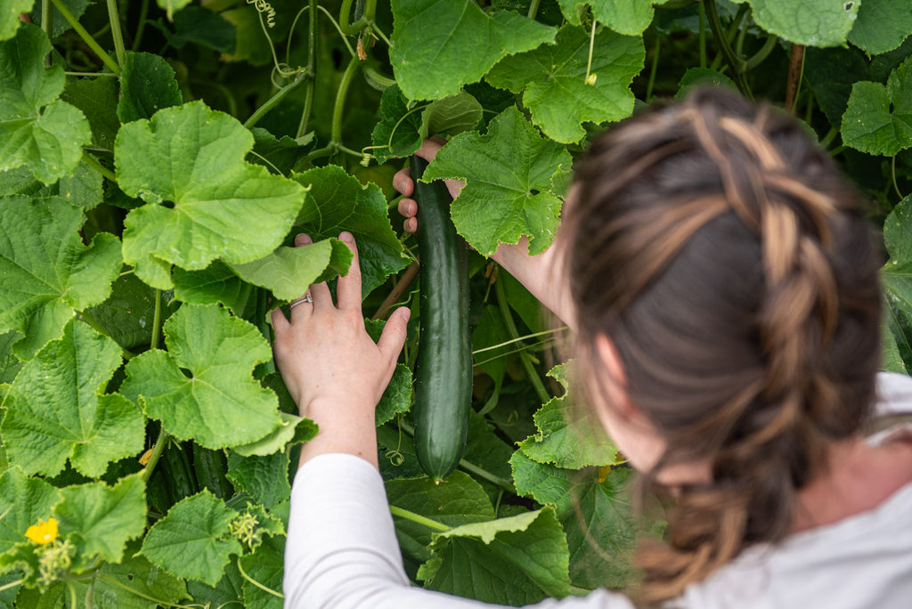 a woman harvesting a cucumber from the plant.