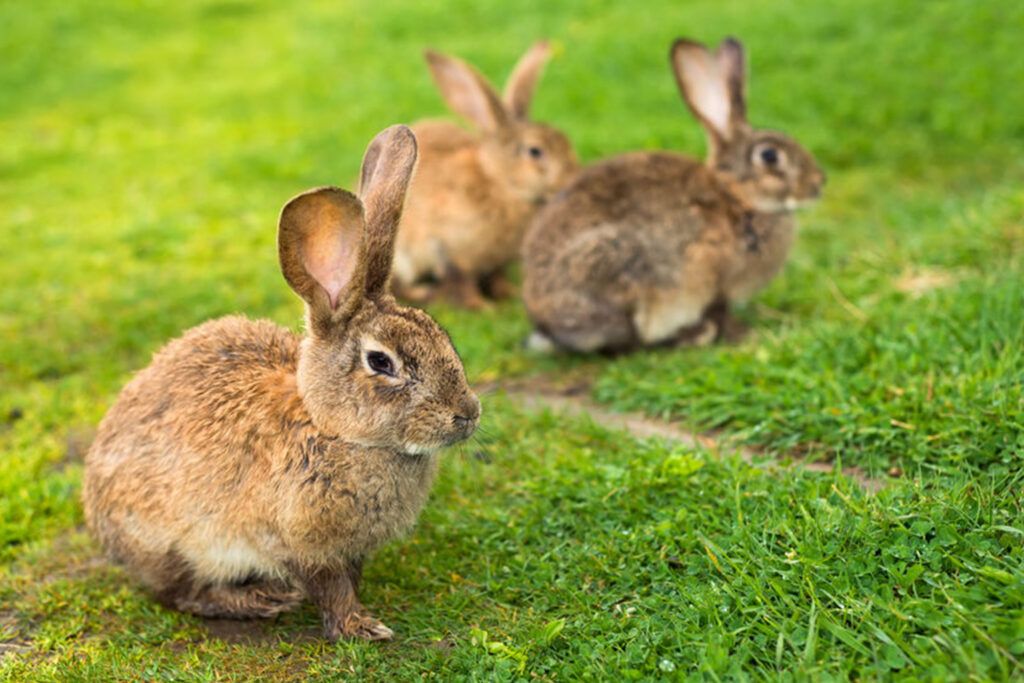 Apartment rabbit