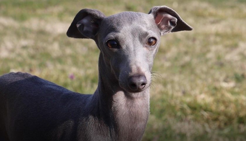 Italian greyhound