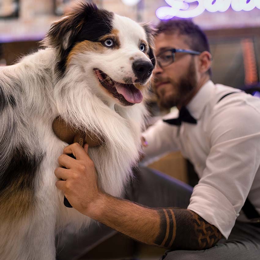 Barbershop-Rechen-Hundekamm