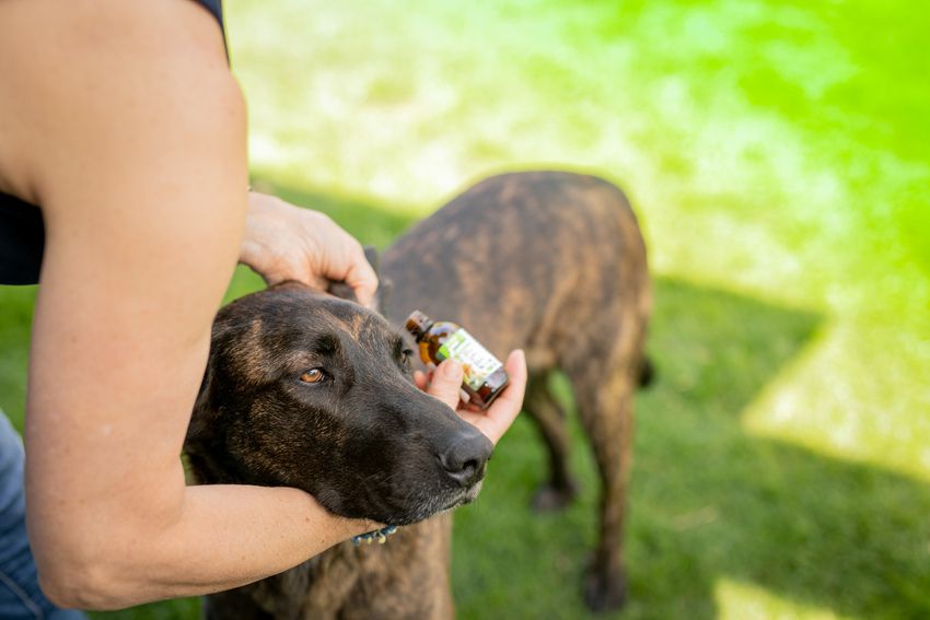 Natürlicher Schutz für Hunde und Katzen