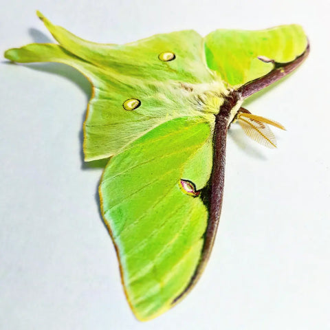 Actias luna