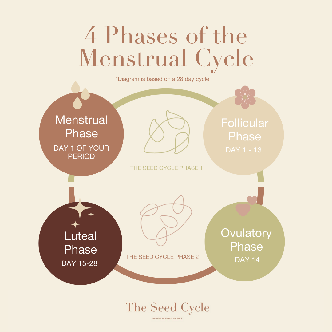 infographic on the 4 phases of the menstrual cycle. menstrual phase, follicular phase, ovulatory phase and luteal phase