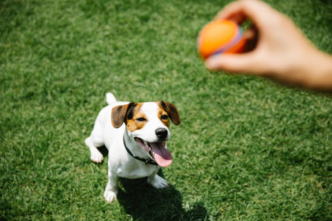 Cachorro brincando bolinha