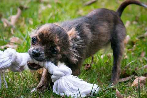 Cachorro mordendo brinquedo de corda