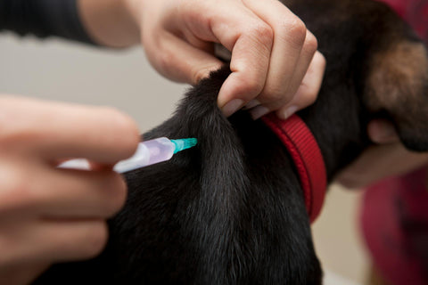 Cachorro sendo aplicado medicamento