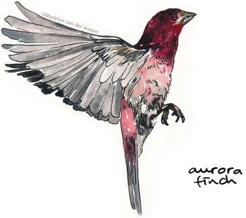 Madelon Tekent - Illustratie vogel Aurora Finch, Donker rood / roze / grijs