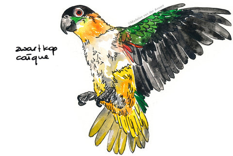 Madelon Tekent - Illustratie vogel 'zwartkop caique', Groen / geel / zwart