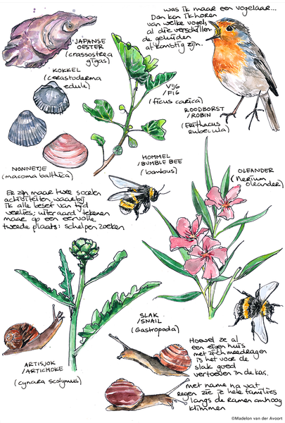 Madelon Tekent - Illustratie (pen en aquarel) van verschillende natuur-elementen: Schelpen, Planten, Roodborstje, Hommels, Slakken