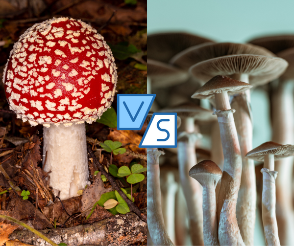 Amanita muscaria vs psilocybin