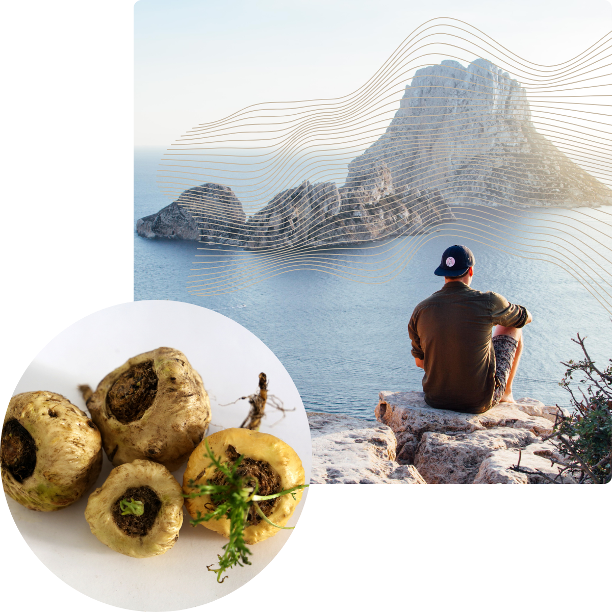 A person sits on a rock overlooking the ocean with an overlay of maca roots.