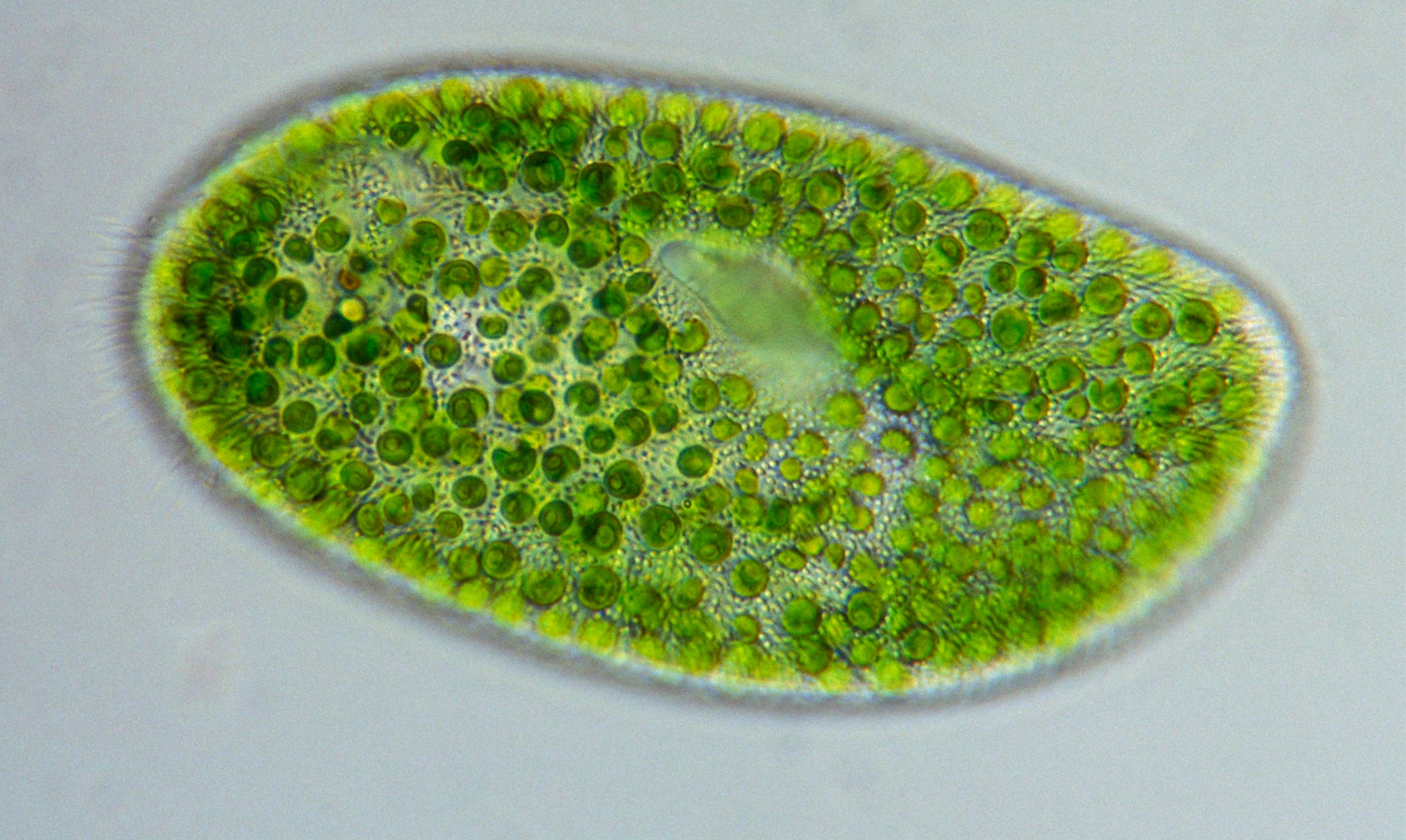 Культивирование одноклеточных водорослей. Одноклеточная водоросль хлорелла. Микроводоросли хлорелла. Зеленые водоросли хлорелла. Одноклеточная зеленая водоросль хлорелла.