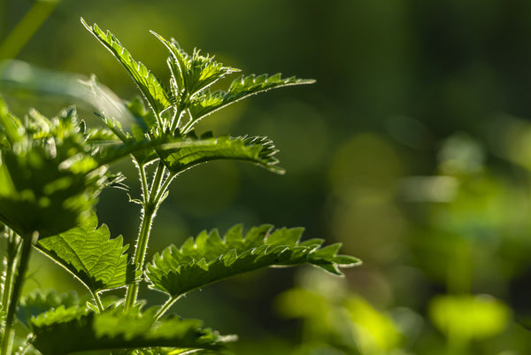 selective-focus-shot-growing-green-plants-with-greenery-background