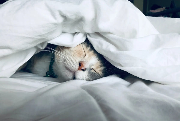 white-and-ginger-cat-sleep-on-bed-inder-white-blanket