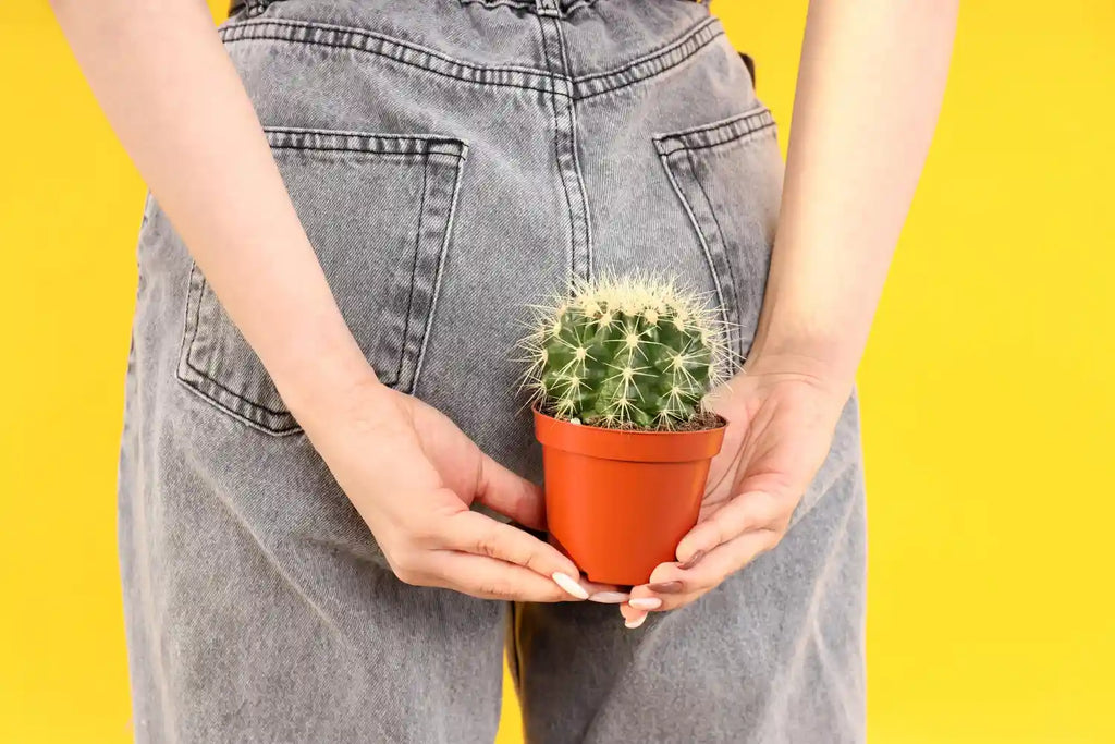 woman-holds-cactus-near-her-ass-hemorrhoids-concept